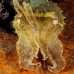 cuttlefish_kbrhr_v_0119_sul4440.jpg